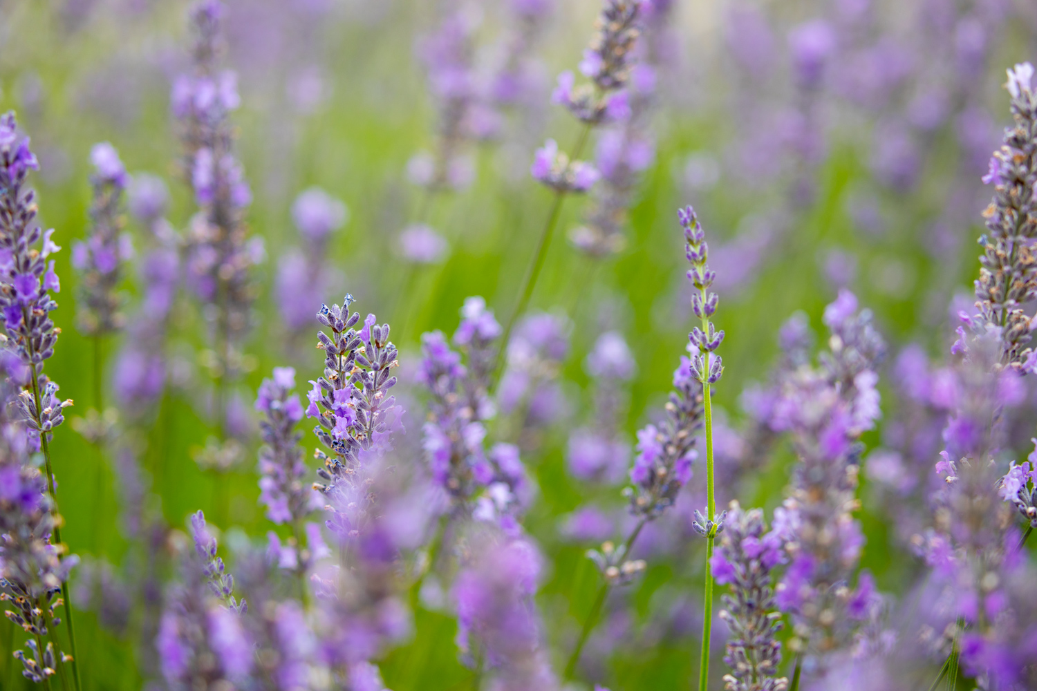 how to create a vignette in Photoshop a starter image of lavender