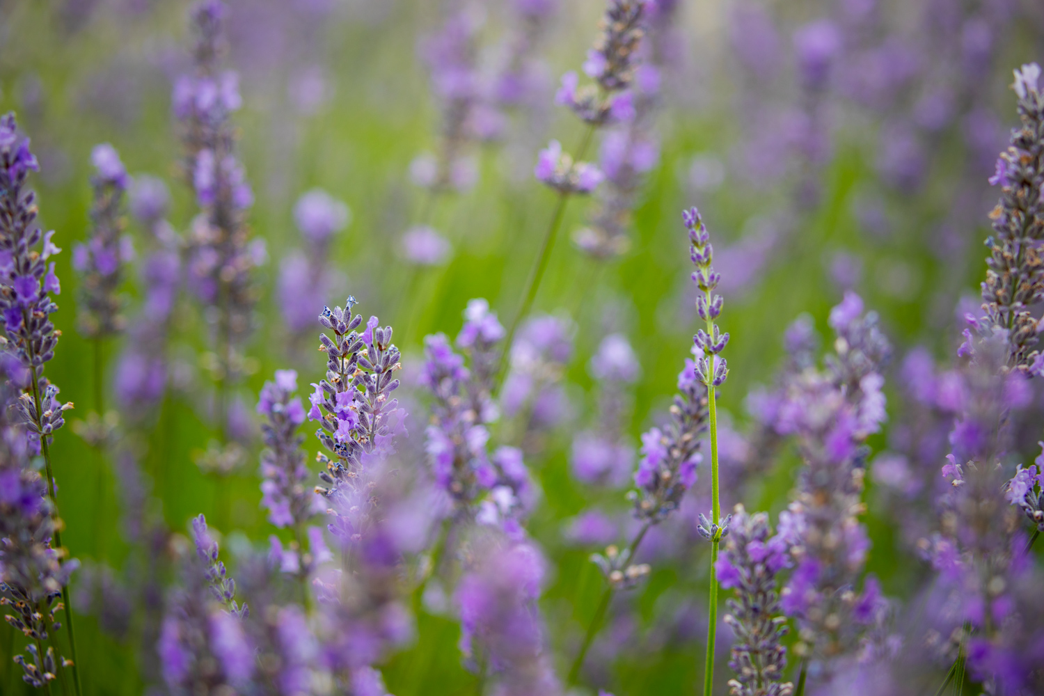 a reduced opacity version of the lavender image